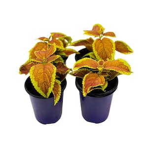 1.38 Pt. Coleus Plant Rustic Orange Vegetative in 4.5 In. Grower's Pot (4-Plants)