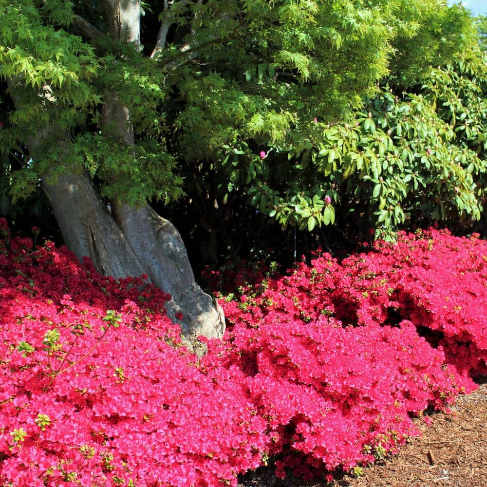 national PLANT NETWORK 3 gal. Azalea Massasoit HD1839 - The Home Depot