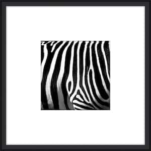 Zebra IV Framed Giclee Animal Art Print 20 in. x 20 in.