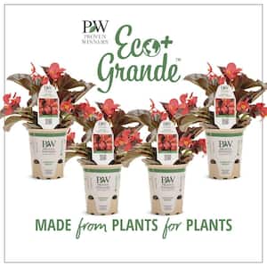 4.25 in. Eco+Grande, Surefire Cherry Cordial (Begonia x Hybrida), Live Plant, Red Flowers (4-Pack)