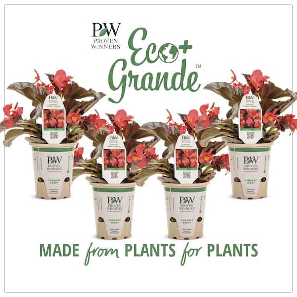 PROVEN WINNERS 4.25 in. Eco+Grande, Surefire Cherry Cordial (Begonia x Hybrida), Live Plant, Red Flowers (4-Pack)