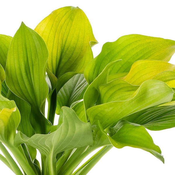 2 Qt. August Moon Hosta Perennial Plant (3-Pack)