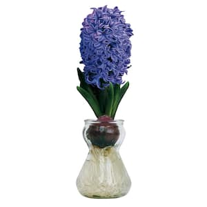 Fragrant Blue Hyacinth Bulb with Forcing Vase