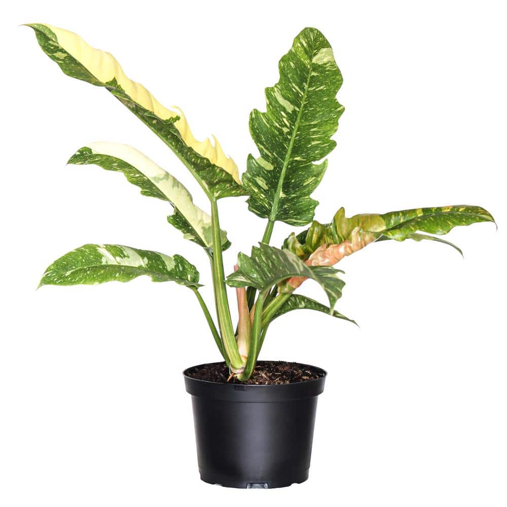 snake plant leaves yellowing Laurentii