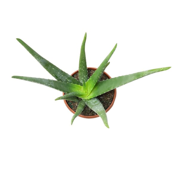 baywa aloe vera Multi purpose Aloe Vera Cream – HB Health & Beauty Intl