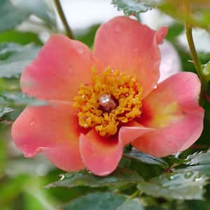4.5 in. Quart, Ringo All-Star Rose (Rosa), Live Plant, Shrub, Orange Flowers