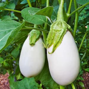 19 oz. White Eggplant Plant