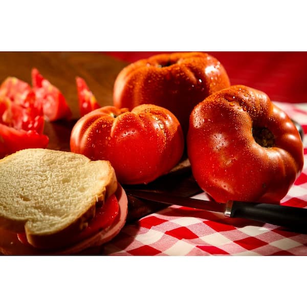PROVEN WINNERS 4.25 in. Eco+Grande Gino (Heirloom Tomato) Vegetable Live Plant (4-Pack)