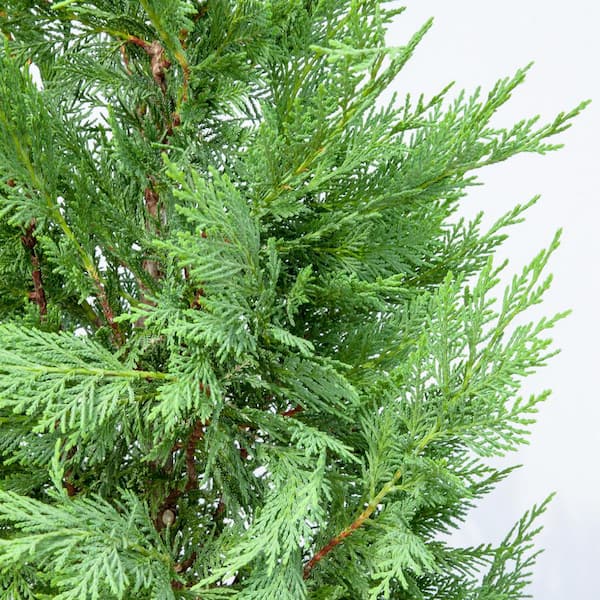 Perfect Plants 1-2 ft. Tall Leyland Cypress Tree in Grower's Perfect Plants 1-2 ft. Tall Leyland Cypress Tree in Grower's