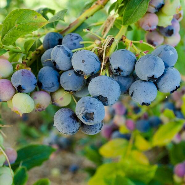 Gurney's Bluecrop Blueberry (Vaccinium) Live Jumbo Bareroot Fruiting Plant White Flowers with Green Foliage