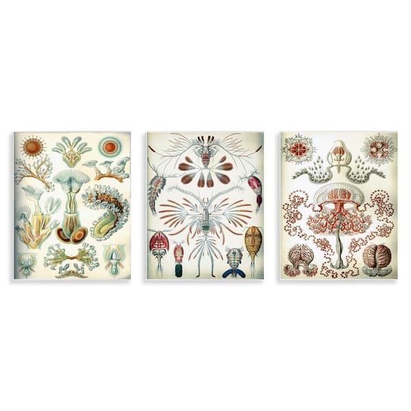 Stupell Industries Vintage Microscopic Crustaceans by Graffi*tee Studios 3 Pieces Unframed Animal Graphic Art Print 14 in. x 11 in.