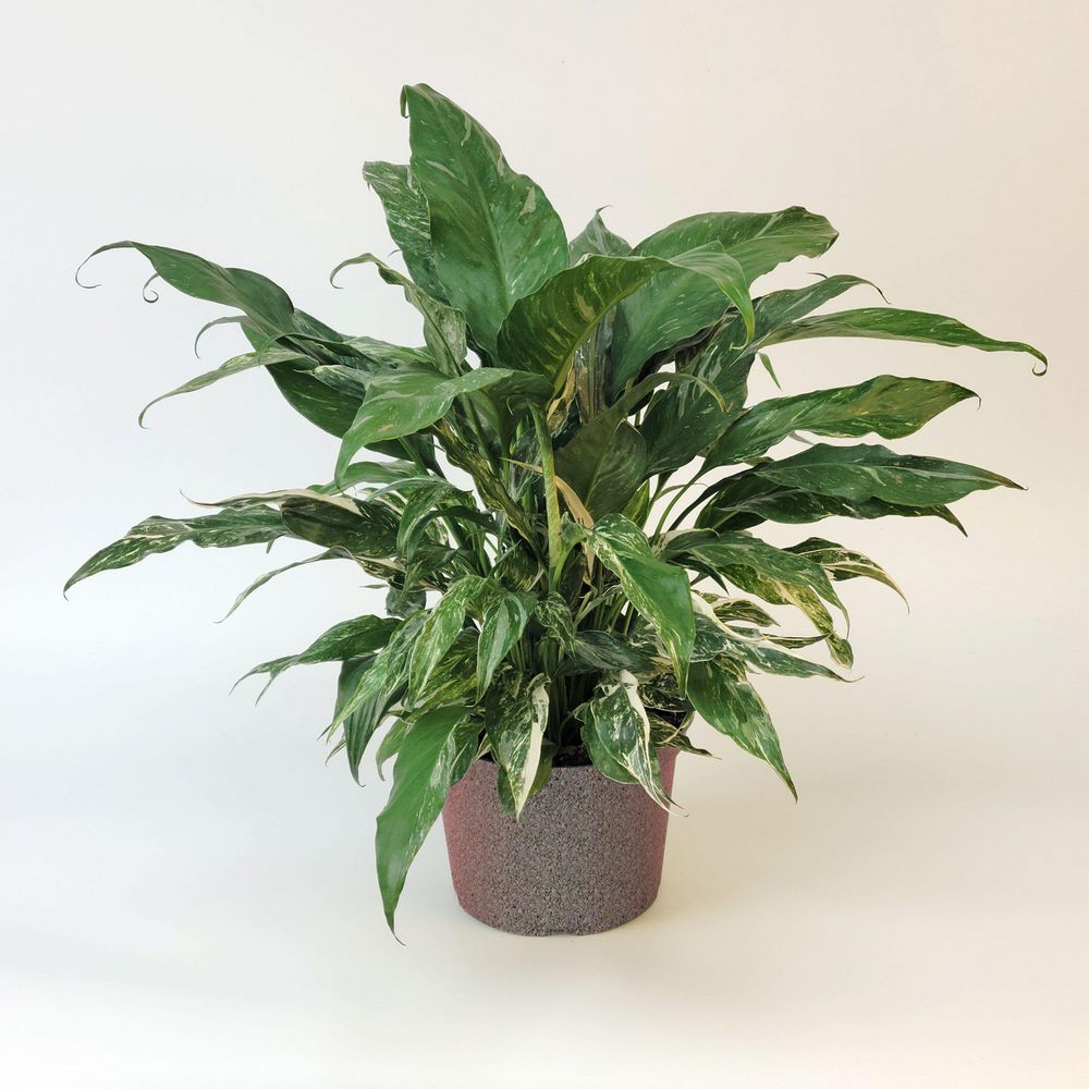 national PLANT NETWORK 4 in. Spathiphyllum Domino Variegated Peace