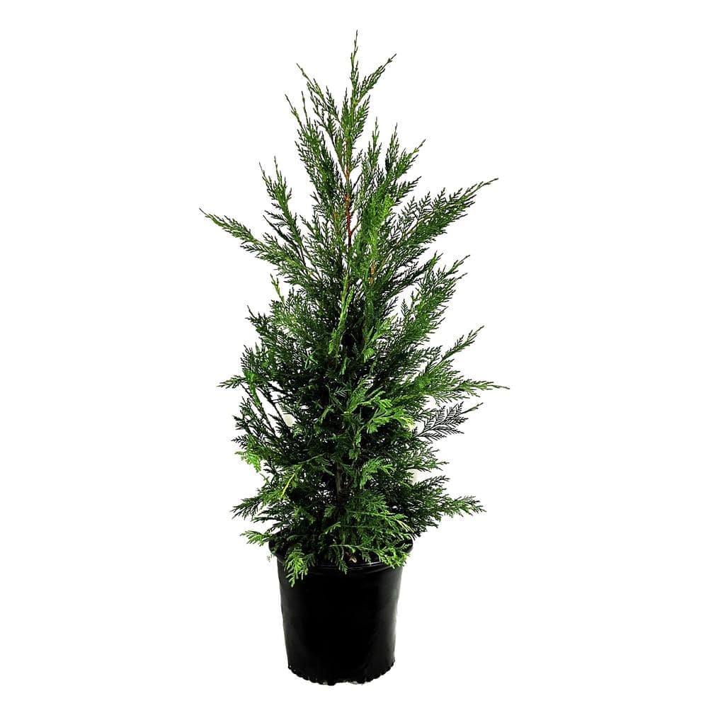 2.25 Gal. Leyland Cypress Evergreen Live Tree