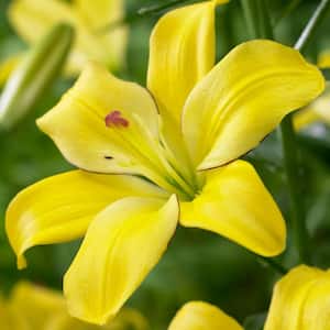Yellow Lily Cocotte Bulbs (7-Pack)