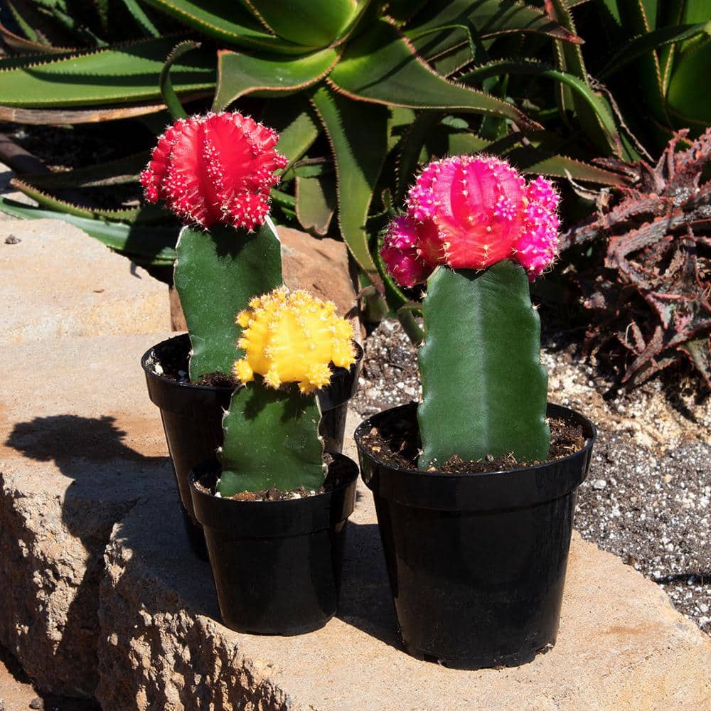 Multicolor Grafted Cactus Succulent Pack in Black Plastic Pots