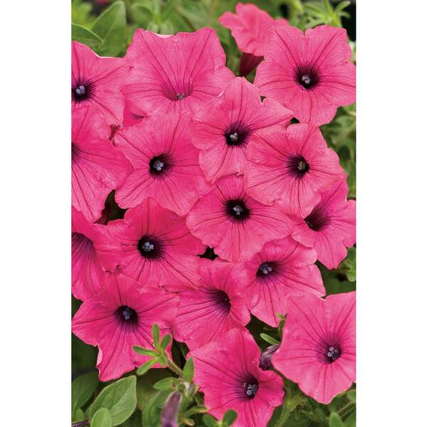 Proven Winners 4 Pack 4 25 In Grande Supertunia Vista Fuchsia Petunia Live Plant Pink Flowers Supprw4017524 The Home Depot