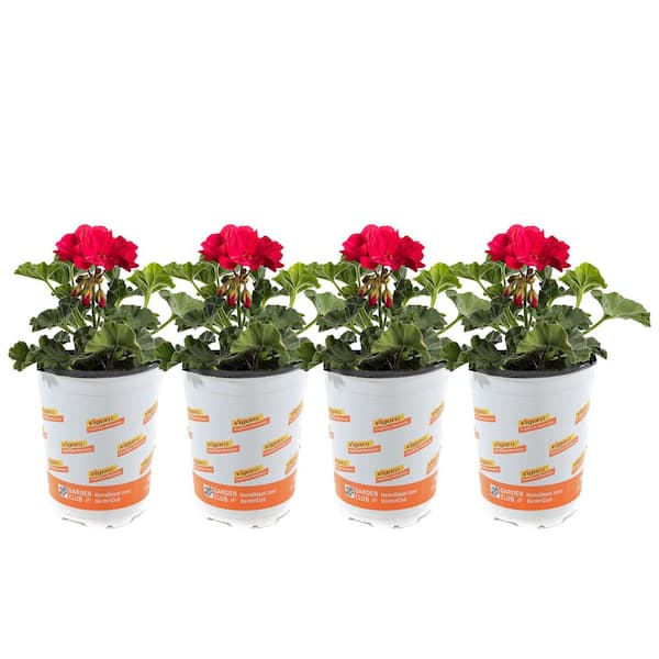 Vigoro 1 qt. Red Geranium Plant (4-Pack)