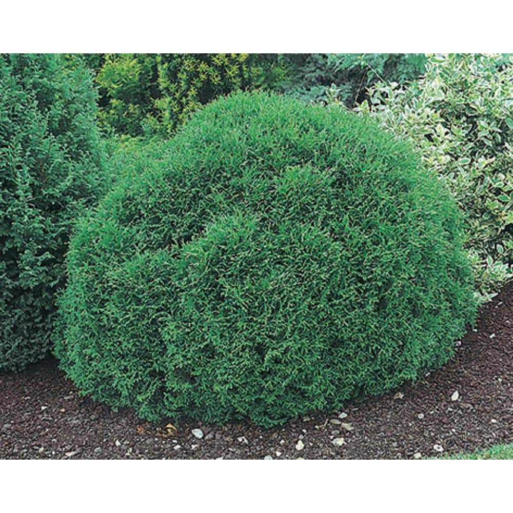 BELL NURSERY 1 Gal. Hetz Midget Globe Arborvitae (Thuja) Live Evergreen