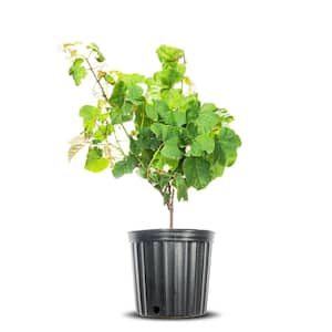 Concord Grape Vine Plant in 3 Gal. Grower's Pot, Delicious Seedless Fruit