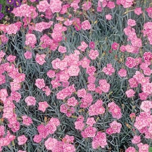 2.5 Qt. Starburst Pink and Red Dianthus Plant