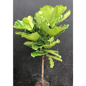 Fiddle Leaf Fig Tree-Live Plant in a 10 in. Pot-Ficus Lyrata-Florist Quality Air Purifying Indoor Plant