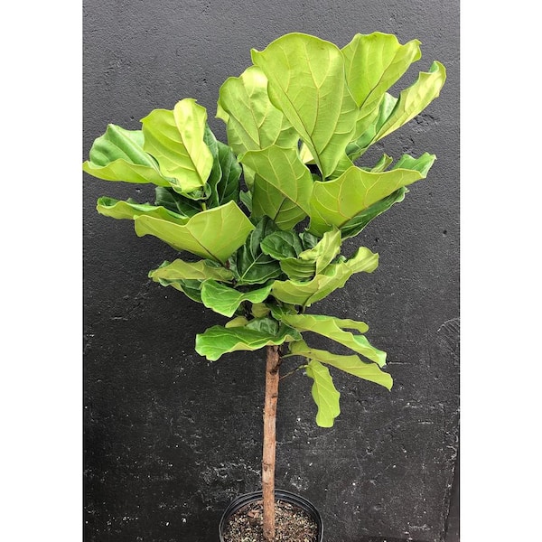 Fiddle Leaf Fig Tree-Live Plant in a 10 in. Pot-Ficus Lyrata-Florist Quality Air Purifying Indoor Plant