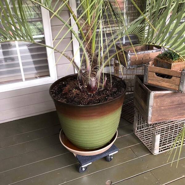 Buffalo Tools - 1000 lb. Capacity Furniture Dolly