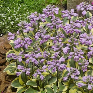 Hosta Mighty Mouse Ears Set of 3 Roots