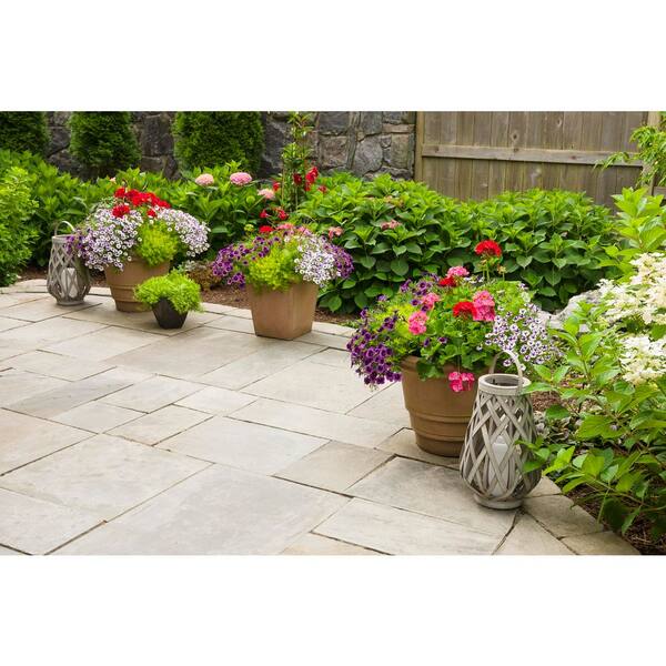 METROLINA GREENHOUSES 1.5 Pt. Proven Winners Sedum Lemon Coral