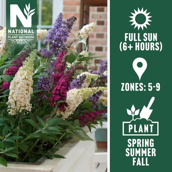 4 in. Triple Treat Butterfly Bush Shrub with Multicolor Flowers (4-Pack)