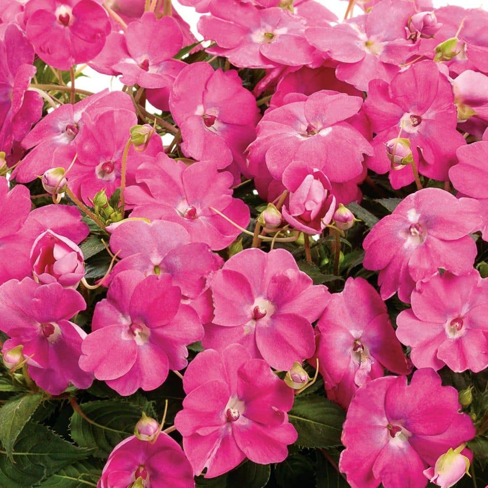 Proven Winners 7 in. Royale Proven Selections SunPatiens Compact
