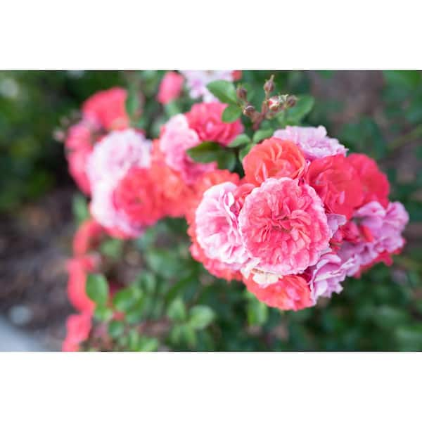 KNOCK OUT 3 Gal. Coral Knock Out Rose Bush with Brick Orange to Pink  Flowers 21308 - The Home Depot