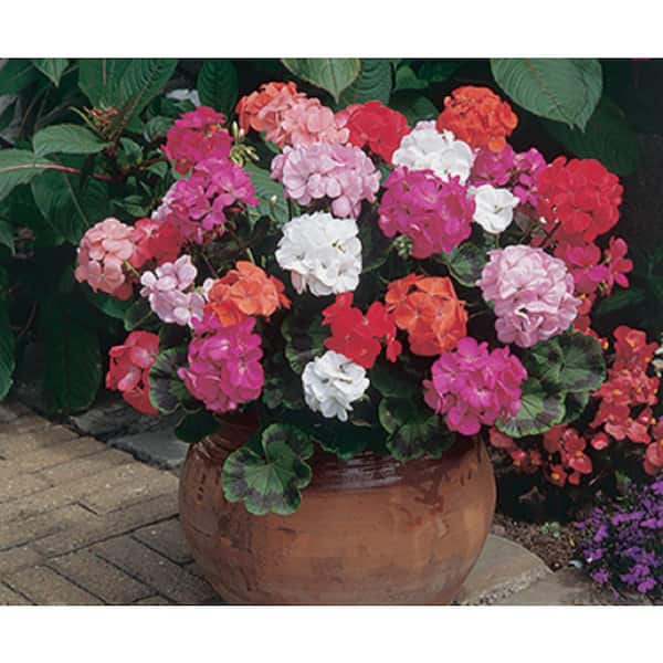 Vigoro 1 Qt. Pink Geranium Annual Live Plant, Pink Flowers, (4-Pack)