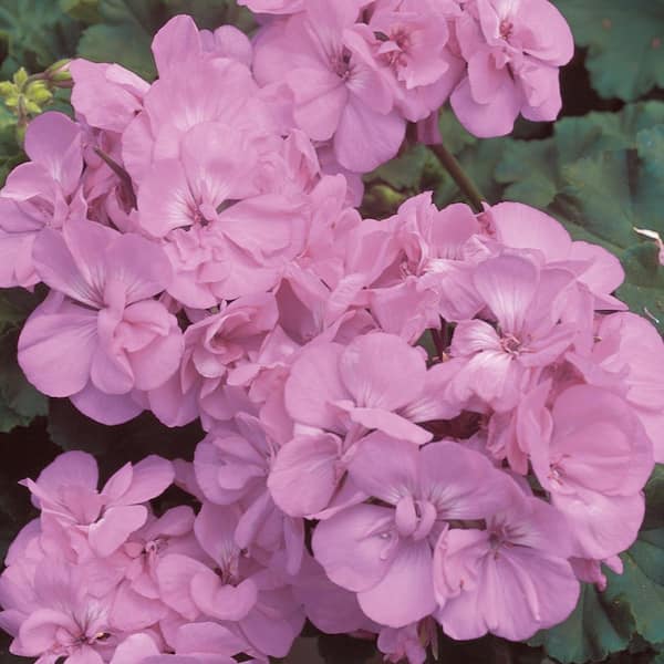 Unbranded 3.5 Pt. Lavender Geranium Seeds