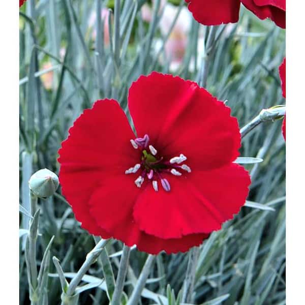 Unbranded. 1.5 Gal. Dianthus American Cherry Pie Perennial Plant