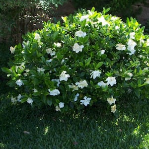 1 Gal. August Beauty Flowering Fragrant Gardenia Shrub (2-Pack)