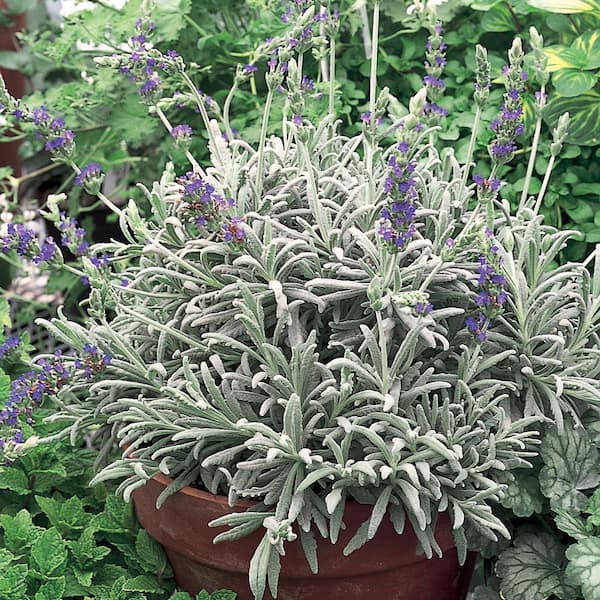 Capstone Plants 1.5 Gal. Goodwin Creek Lavender Plant with Purple Flowers