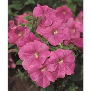 #5 1 Qt. Marto Rose Saxifrage Plant