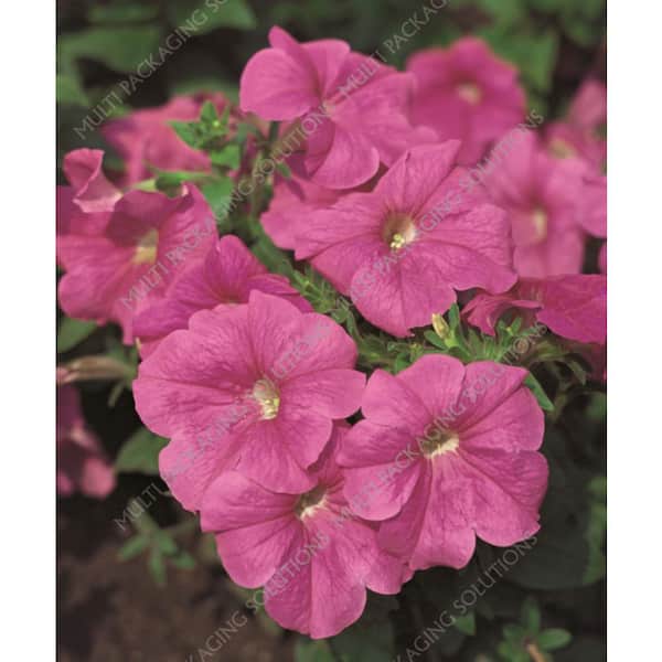 Vigoro 1.71 Pint Pink Henry Purple Aster Perennial Plant