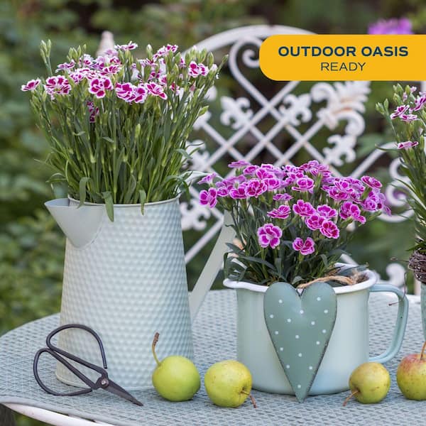 Costa Farms Outdoor Dianthus Plant in 2 qt. Grower Pot, Avg