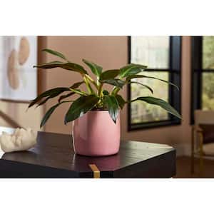 7.1 in. x 7.1 in. D x 6.3 in. H Maisy Small Pink Ceramic Pot