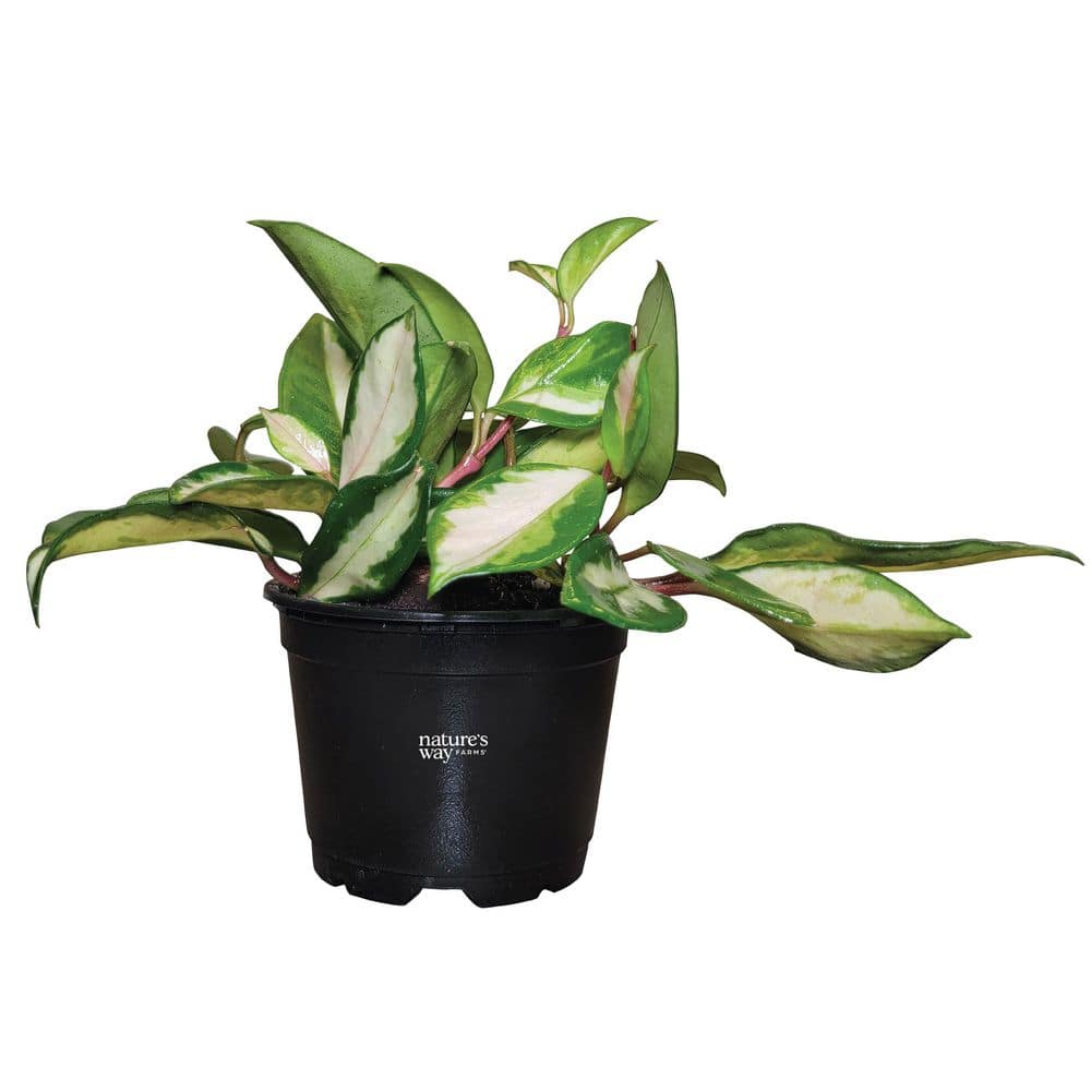 Hoya Krimson Variegated Indoor Live Plant (10-14 in. Tall) in Grower Pot price history on PriceWatchPro
