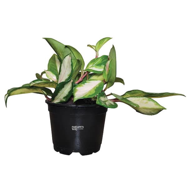 Hoya Krimson Variegated Indoor Live Plant (10-14 in. Tall) in Grower Pot