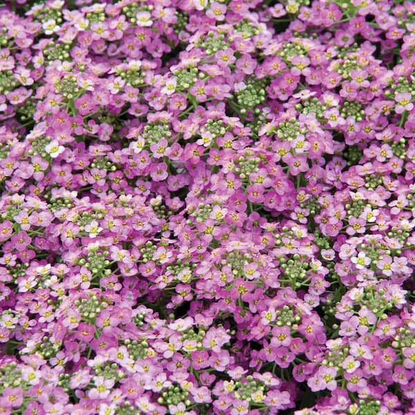 ALTMAN PLANTS 1-Pint Pink Alyssum Plant