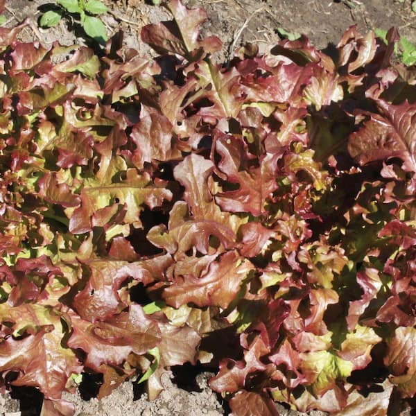Seeds of Change Red Salad Bowl