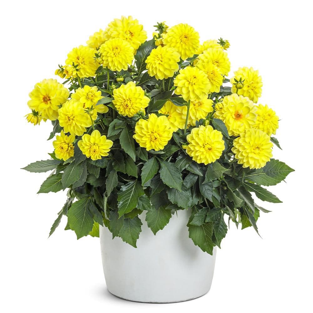 2.6 qt. Yellow Dahlia Plant with Yellow Flowers 5316 - The Home Depot