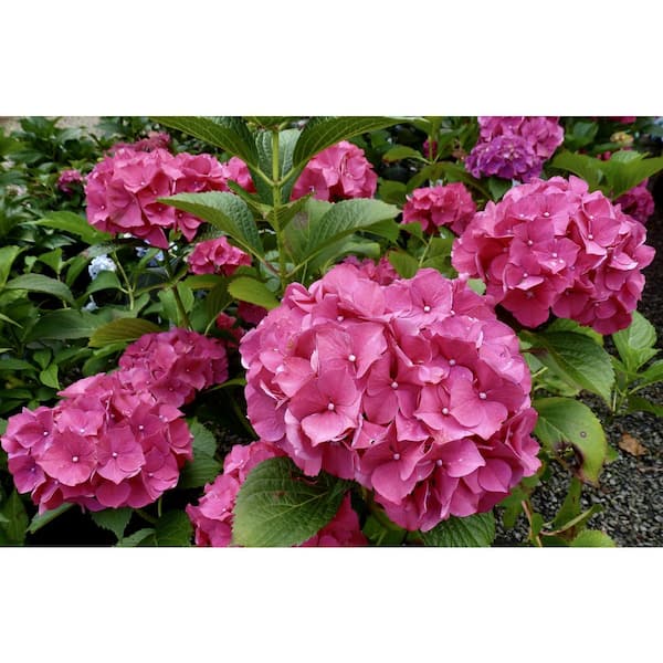 VAN ZYVERDEN 4 in. Hydrangea Nikko Blue Potted Rocketliners Shrub