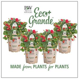4.25 in. Eco+Grande Red Flowers and Red Strawberries Berried Treasure Red Strawberry (Fragaria) Live Plant (4-Pack)