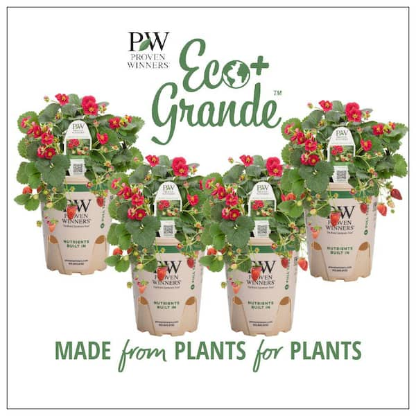 PROVEN WINNERS 4.25 in. Eco+Grande Red Flowers and Red