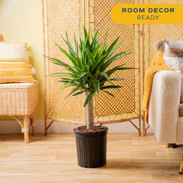 Yucca Cane Indoor Plant in 8.75 Grower Pot, Avg. Shipping Height 2-3 ft. Tall
